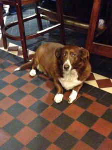 Pub Dog