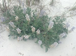 20150424_210354888_iOS