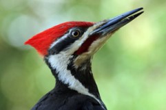 Woodpecker