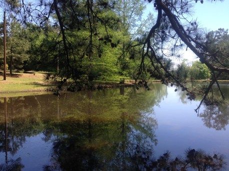 tree planted by water