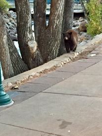 14470542_1434259479924694_7228761619478490846_n