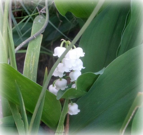 write31days-journeying-into-joy-close-to-ground