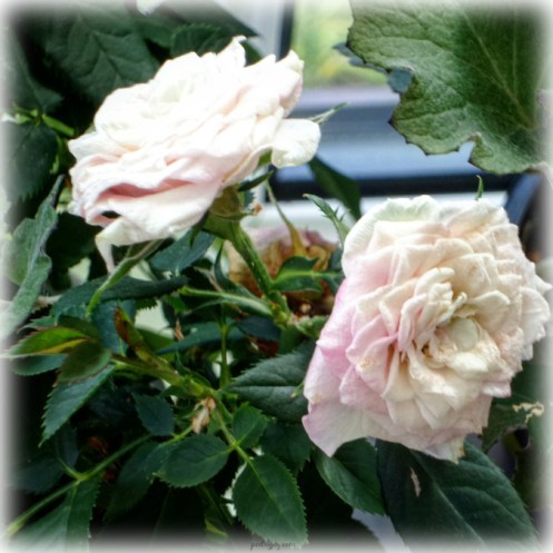 write31days-journeyingintojoy-ashes-of-summer