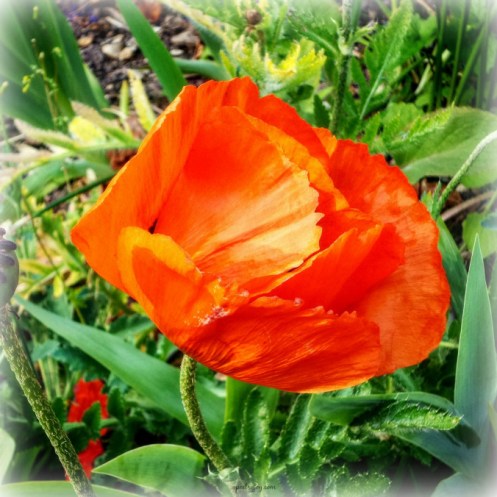 write31days-journeyingintojoy-carrying-seeds-of-hope-and-joy