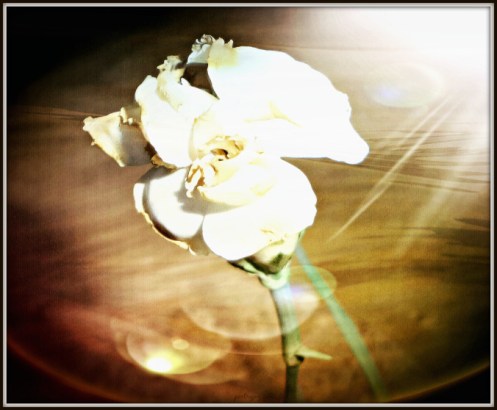 searching-spirit-harmony-truth-peace-poetry-joy