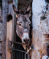 milivoj-kuhar-534191-unsplash