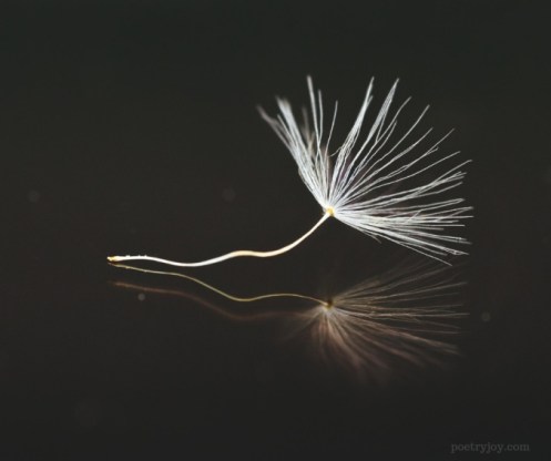 seeds_ seeing potential in our small offerings @poetryjoy.com