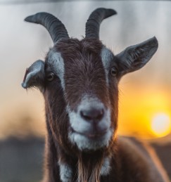 soren-astrup-jorgensen-480252-unsplash