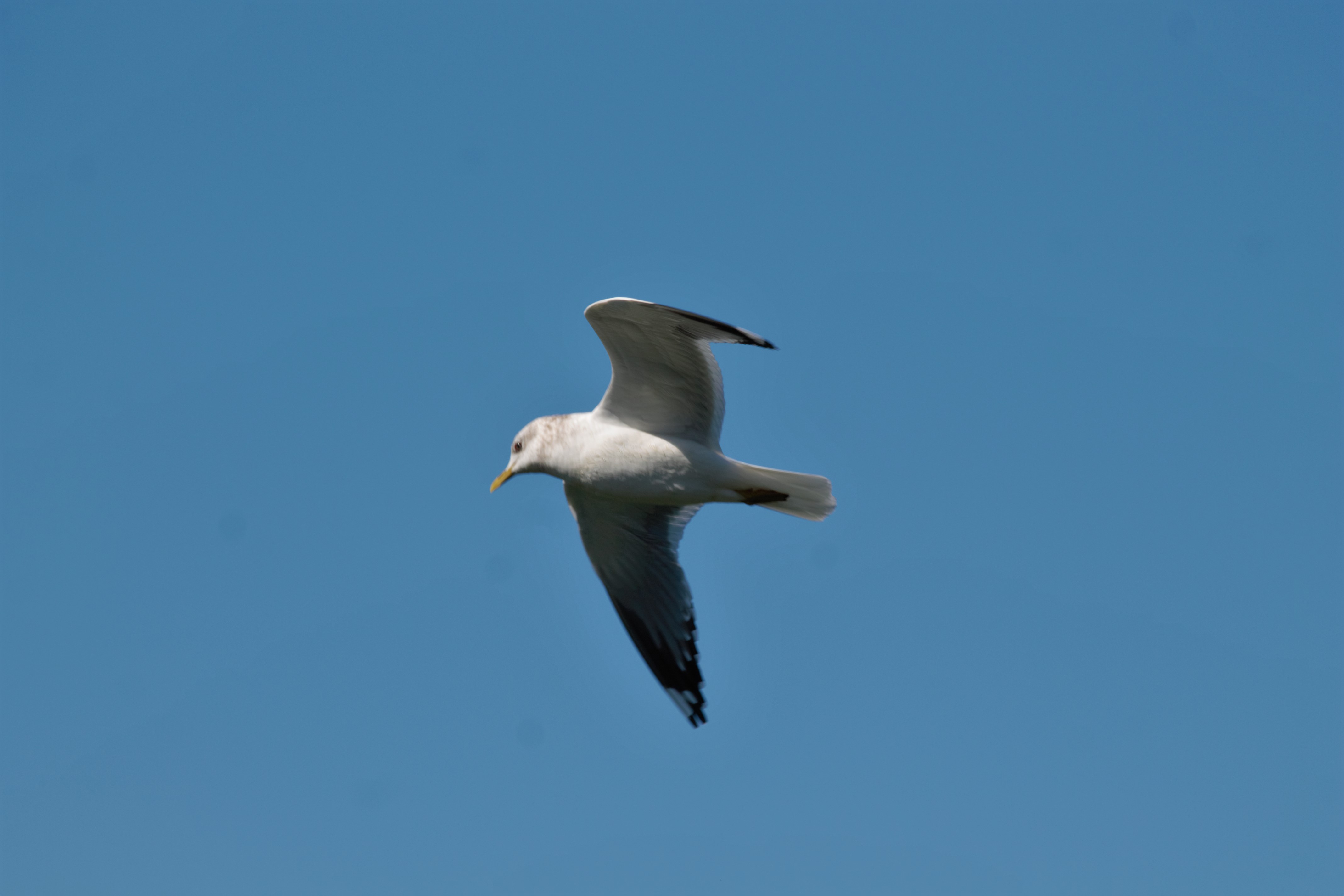 IMG_4733 (2)